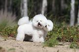 BICHON FRISE 361